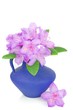 A rhododendron flower blossom in a blue vase white background