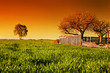 Countryside orchard landscape at sunset. Spring time