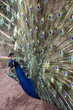 The male peacock (Pavo Linnaeus) with tail disclosed