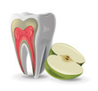 Structure Of Tooth With Apple