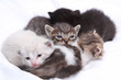 little cats
