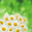 A lot of daisies