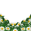 Daisies and green leaves