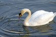One white swan