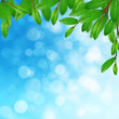 Green leaves and sky
