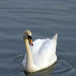 One white swan swimming in the lake water