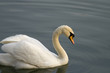 One white swan swimming in the lake water