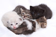little cats