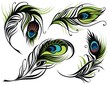 Colorful Peacock Feathers