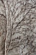 Vine branches