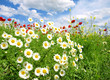 Foto: Summer wildflowers Summer wildflowers
