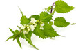 Foto: Blühende Brennnessel - Blooming stinging nettle Blühende Brennnessel - Blooming stinging nettle