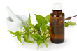 Brennnesselarznei - Stinging nettle medicine