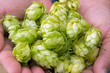 Foto: Hopfen in der Hand - Hop in hands Hopfen in der Hand - Hop in hands