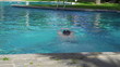 Young man swimming in the pool
