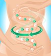 Пищеварительная система организма