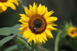 Champs de tournesols.