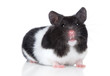 Hamster. Close-up portrait