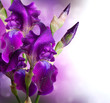 Foto: Iris Flowers Art Design. Beautiful Violet Flower Iris Flowers Art Design. Beautiful Violet Flower