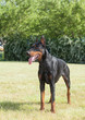 Purebred  dog doberman