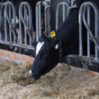 cows in a farm