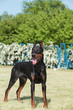 Purebred  dog doberman