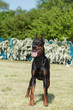 Purebred  dog doberman