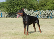 Purebred  dog doberman