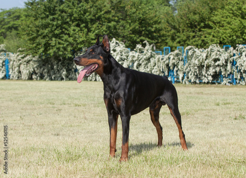 Photo: Purebred dog doberman Purebred dog doberman
