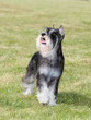 Purebred  Dog Miniature Schnau...
