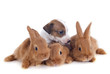 Photo: bunnies and puppy bunnies and puppy