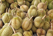 durian, king of fruit