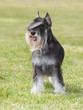 Purebred  Dog Miniature Schnau...