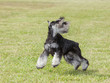 Purebred  Dog Miniature Schnau...