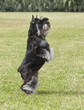 Purebred  Dog Miniature Schnau...