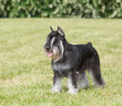 Purebred  Dog Miniature Schnau...