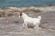 Purebred dog  Jack Russell Terrier plays