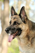 Deutscher Schäferhund im Wald
