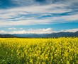 Raps field with Pyrenees in distance