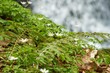 Fern plant with white flowers close-up