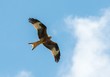 Photo: Gorgeous hawk flying in the sky Gorgeous hawk flying in the sky