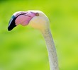 Close-up shot of flamingo head