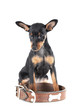 BLACK AND TAN MINIATURE PINSCHER
