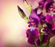 Foto: Iris Flowers Art Design. Beautiful Violet Flower Iris Flowers Art Design. Beautiful Violet Flower