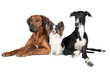 three dogs on white background
