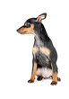 BLACK AND TAN MINIATURE PINSCHER