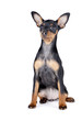 BLACK AND TAN MINIATURE PINSCHER
