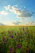 purple flowers
