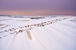 old wooden dike on frozen North sea
