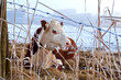 cow in winter outdoors